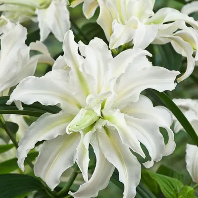 Lilium Polar Star Stock Photo - Alamy