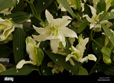 Lilien Lilium Polar Star Weiss Höhe 150 cm kaufen bei OBI