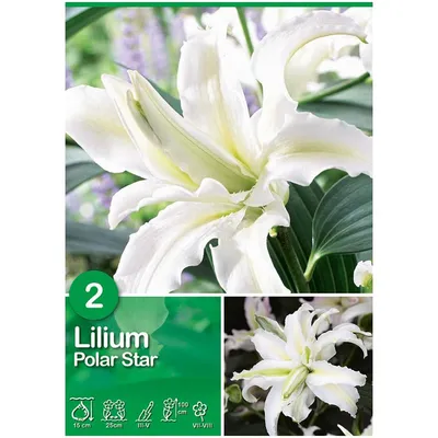 Lilium Oriental Double Polar Star | 2 Bulbs Per Pack