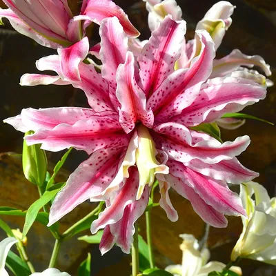 Blumenzwiebeln Gefüllte Lilien Polar Star - 2 Stück - Mauk Gartenwelt