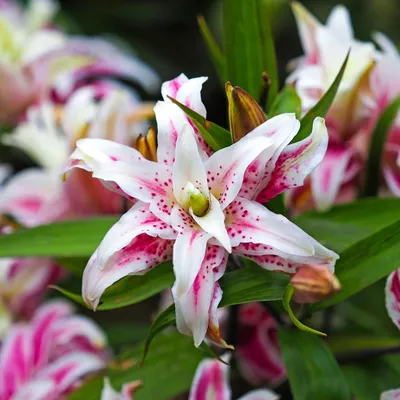 Lilium Muscadet (Pack of 3) | Lily Bulbs | Webbs Garden Centre