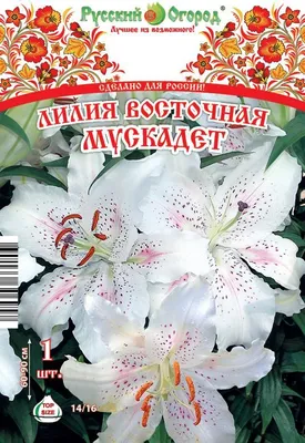 Лилия махровая восточная Polar Star (Полар Стар) купить 160 руб. саженцы в  Москве интернет-магазин «Садовод России»