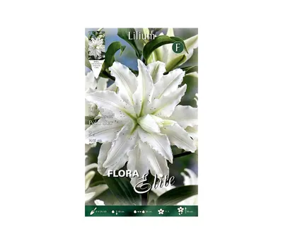 Lilium Candy Blossom – Jack the Grower