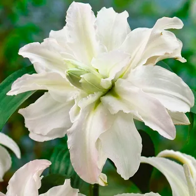Lilium 'Polar Star', Lily 'Polar Star' (Oriental) in GardenTags plant  encyclopedia