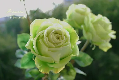 Розы \"лимбо\" – заказать на Ярмарке Мастеров – 9SCRJBY | Цветы, Новороссийск