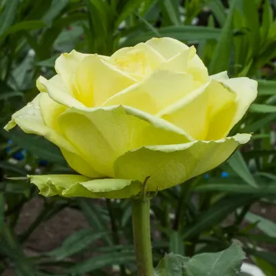 Саженцы роз: Роза чайно-гибридная Лимбо Limbo