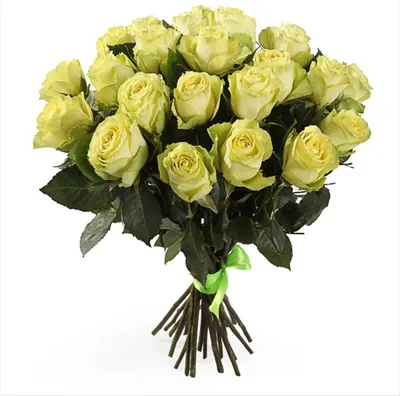 Букет 25 роз лимонад сорт Лимбо - Купить розы дёшево Эквадор 80 руб.  Доставка роз СПб 🌹SPBROSA