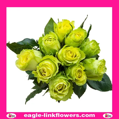 Limbo - Premium Roses - Eagle-Link Flowers