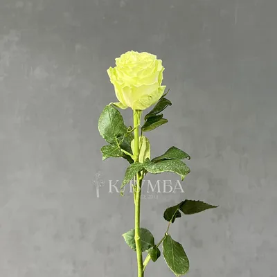 Роза эквадор Лимбо — купить в Екатеринбурге