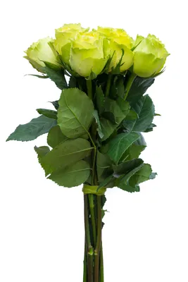 12 Stems - Fresh Cut Limbo Green Rose Bouquet from Flower Explosion