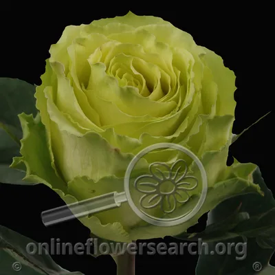 Rose Limbo - Online Flower Search