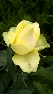 Роза \"Лимбо\" | Green flowers, Plants, Rose