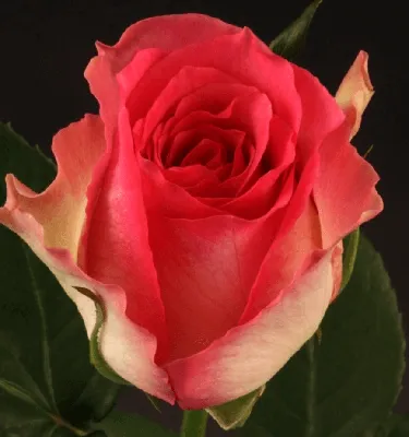 Rose – Limbo (Dark Pink)