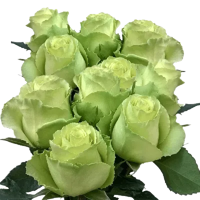 Lime Green Roses For Sale 50 Flower Stems Emerald Green Roses | GlobalRose