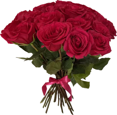Роза Эквадор LIMBO 40-50см | Купить розы в Челябинске