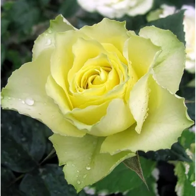 ꕤ Роза Limbo • купить Роза Limbo по цене от 109.99 грн. в Украине