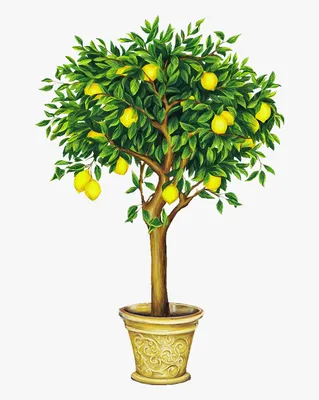 Лимонное дерево с плодами - 49 фото