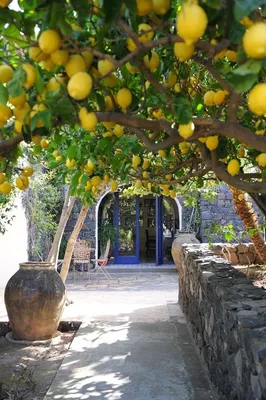 Лимон дерево - фото и картинки: 60 штук