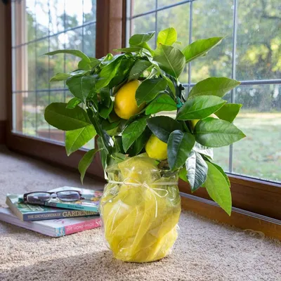 Лимонные деревья в подарок — LemonTree — красивые комнатные деревья
