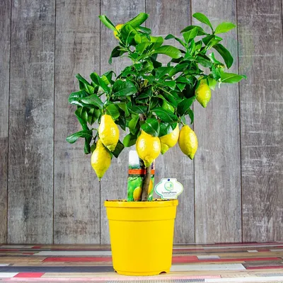 Уход за растениями » Лимонное дерево