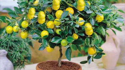 Лимонное дерево домашнее. Как вырастить и ухаживать