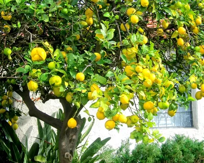 Лимонное дерево в природе - 47 фото