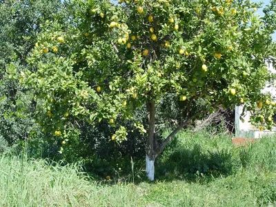 Лимон дерево фото