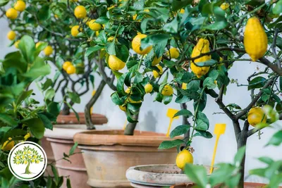 Купить домашнее лимонное дерево с доставкой