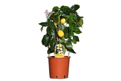 Купить комнатное растение лимон. Лимонное дерево купить