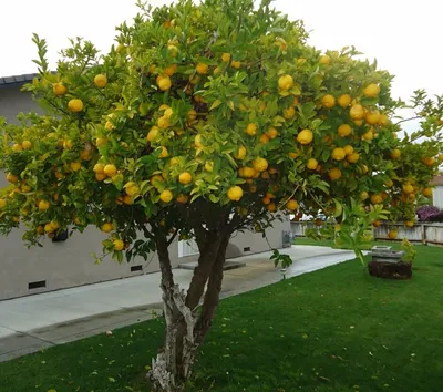 Растение и дерево лимона: фото и описание листьев, цветов, кустов,  применение и эфирное масло