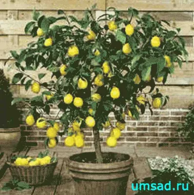 Как вырастить лимон дома (из косточки)