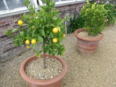 Как вырастить дерево лимона в горшке? — LemonTree — красивые комнатные  деревья