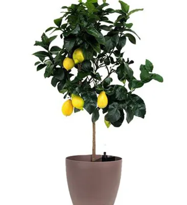 лимонное дерево - Art Flowers