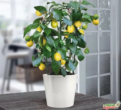 Лимонное дерево уход в домашних условиях зимой и летом