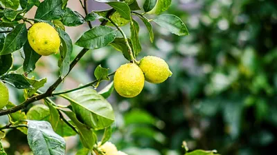 Лимонное дерево – как вырастить в домашних условиях – полив, уход