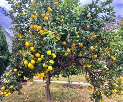 Лимонное дерево - 39 фото