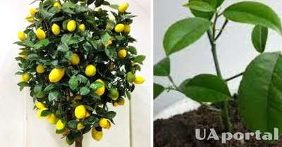 Как выращивать лимон дома - лимонное дерево - как ухаживать за лимонным  деревом