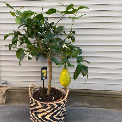 Лимон Лимонное дерево 90см, Живые растения в Санкт-Петербурге, купить по  цене 15000 руб, Цветы в горшках в SAINTPALMS с доставкой | Flowwow