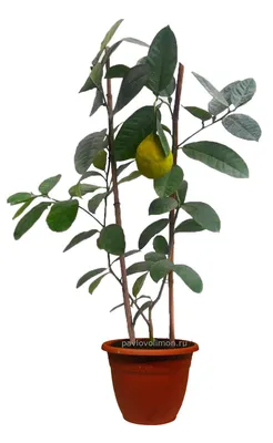 Лимон Пандероза купить дерево с плодами 4 год | Pavlovolimon