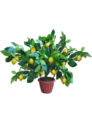 Искусственное Лимонное дерево Holodilova 44914206 купить за 3 126 ₽ в  интернет-магазине Wildberries