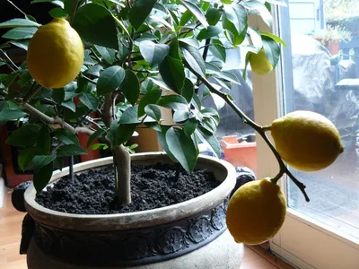 Почему Павловский лимон хороший подарок?
