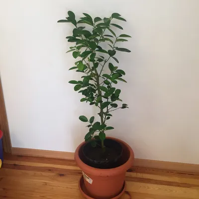 5-летнее дерево лимона — LemonTree — красивые комнатные деревья