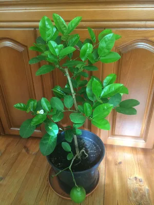 3-х летнее дерево лимона — LemonTree — красивые комнатные деревья