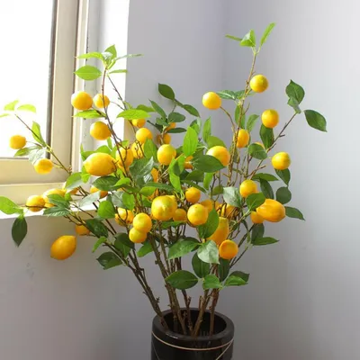 Как вырастить в квартире на подоконнике лимонное дерево и получать свои  лимоны круглый год | Родовое поместье.Моя новая жизнь | Дзен