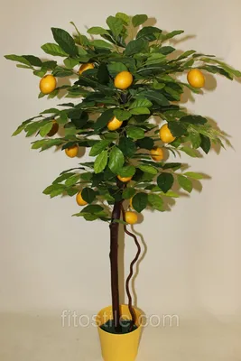 Дерево в аренду \"Лимон с плодами\" 3м.