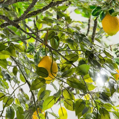 Купить лимонное дерево