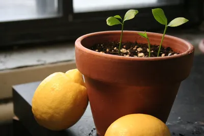 Выращивание лимонного дерева в домашних условиях. Фото — Ботаничка