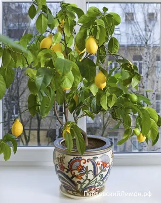 Какие сорта лимона можно вырастить в офисе и в домашних условиях - фото