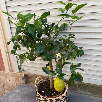 Лимон Лимонное дерево 90см, Live Plants Saint Petersburg, buy at a price of  15000 RUB, Potted on SAINTPALMS with delivery | Flowwow