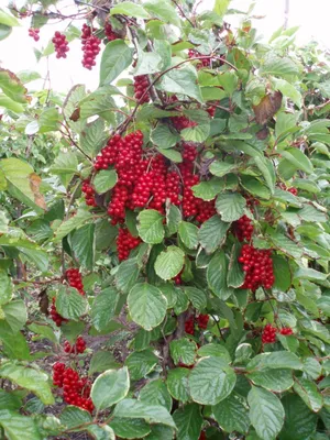 Лимонник китайский (Schisandra chinensis (Turcz.) Baill.) - лекарственное,  съедобное растение. Описание, действие, применение, вещества, полезные  свойства и противопоказания. Лекарственное дерево. Используют Кора, Ягоды,  Цветы, Листья, Корень, Семена ...